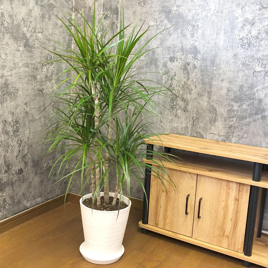 観葉植物 おしゃれ 大型 ドラセナ コンシンネ 8号 白セラアート鉢