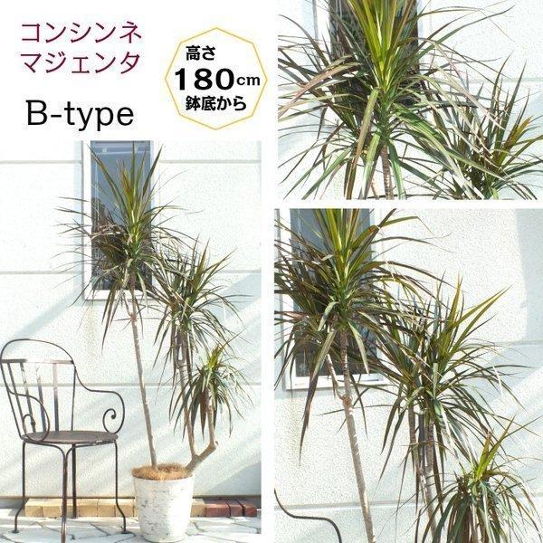 ドラセナ コンシンネ マジェンタ レインボー 白鉢カバー 観葉植物 おしゃれ お祝い プレゼント ギフト 風水 種類一覧 インテリア 敬老の日 Ky 24 2 Okabe Green Jewelryplant 通販 Yahoo ショッピング