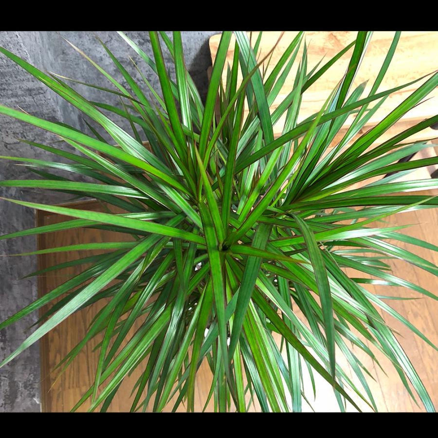 観葉植物 おしゃれ 大型 ドラセナ コンシンネ 8号 白セラアート鉢