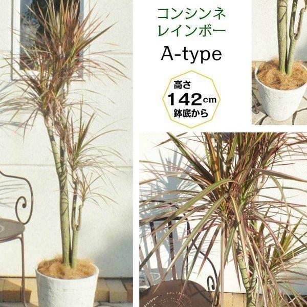 ドラセナ コンシンネ マジェンタ レインボー 白鉢カバー 観葉植物 おしゃれ お祝い プレゼント ギフト 風水 種類一覧 インテリア クリスマスプレゼント Ky 24 2 Okabe Green Jewelryplant 通販 Yahoo ショッピング