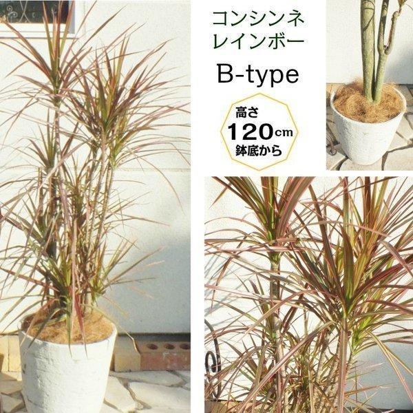 ドラセナ コンシンネ マジェンタ レインボー 白鉢カバー 観葉植物 おしゃれ お祝い プレゼント ギフト 風水 種類一覧 インテリア クリスマスプレゼント Ky 24 2 Okabe Green Jewelryplant 通販 Yahoo ショッピング