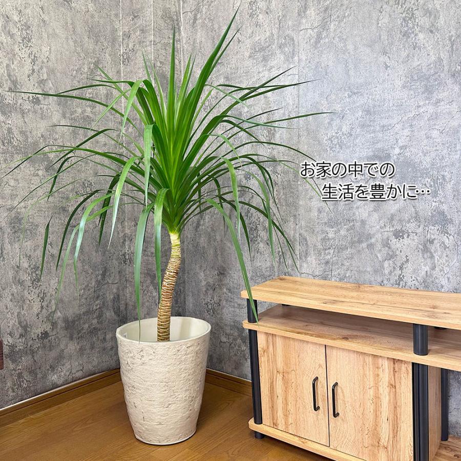 ドラセナ・カンボジアーナ　リビングサイズ　８号　高さ120ｃｍ ドラセナ・カンボジアーナ リビングサイズ 8号 高さ120cm ドラセナ