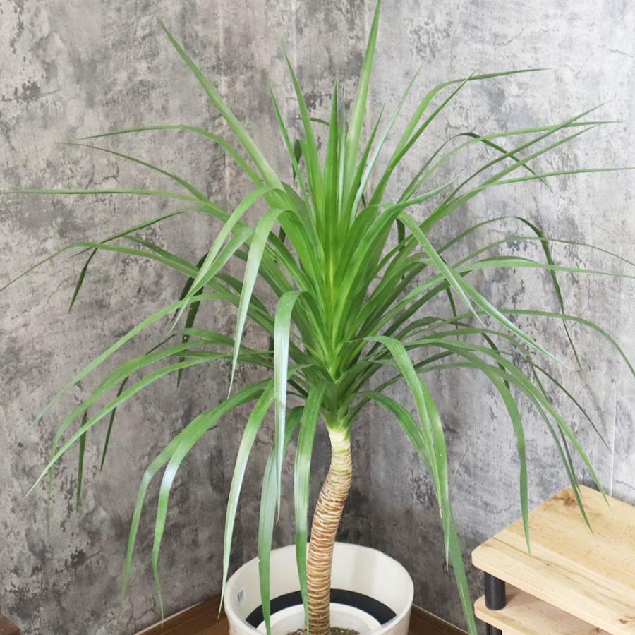 観葉植物 おしゃれ 大型 種類 室内ドラセナ カンボジアーナ 8号