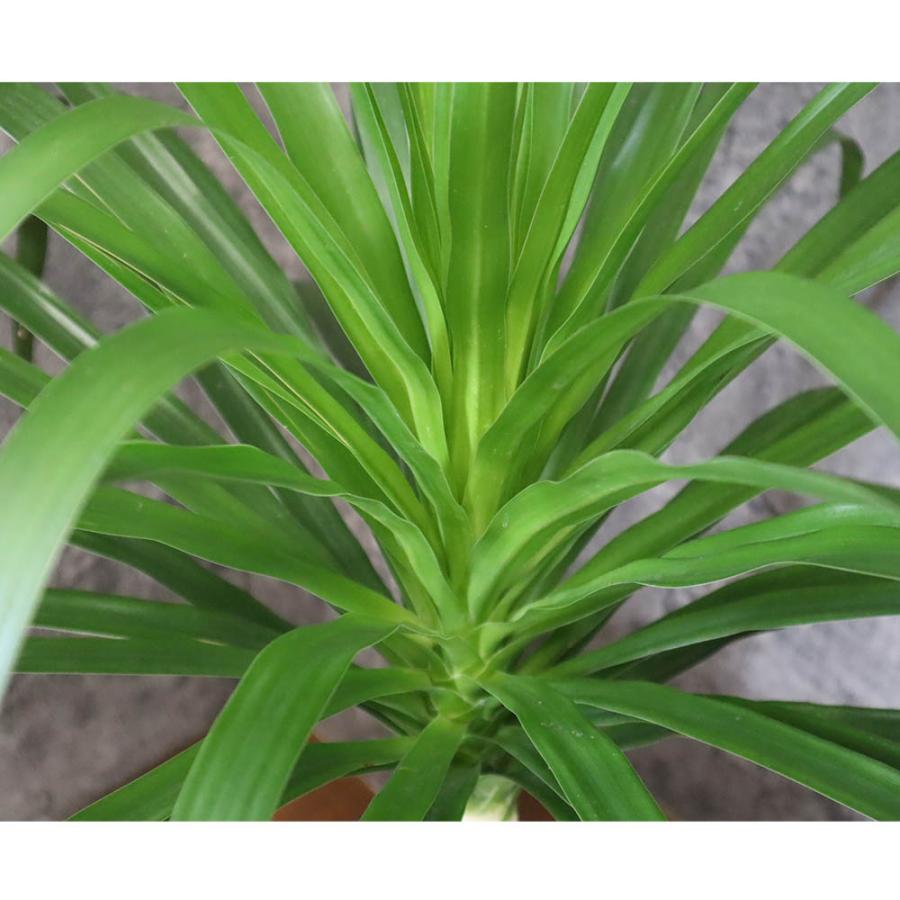 ［現品］【レア】特大！M ドラセナ　カンボジアーナ　8号　観葉植物　室内　大型 現品］【レア】特大！M ドラセナ カンボジアーナ 8号 観葉植物 室内 大型