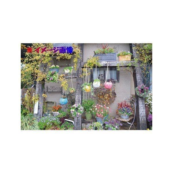 アイビー ココプランターセット 観葉植物 おしゃれ お祝い プレゼント ギフト 風水 種類一覧 吊り下げ Ky 24 4 Okabe Green Jewery Plant 通販 Yahoo ショッピング