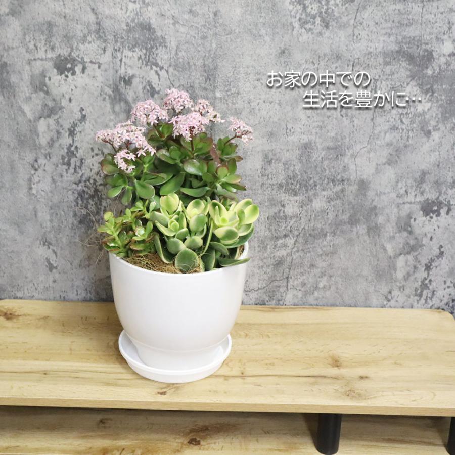 観葉植物 おしゃれ 大型 種類 室内 金のなる木 3種 寄せ植え 7号 白
