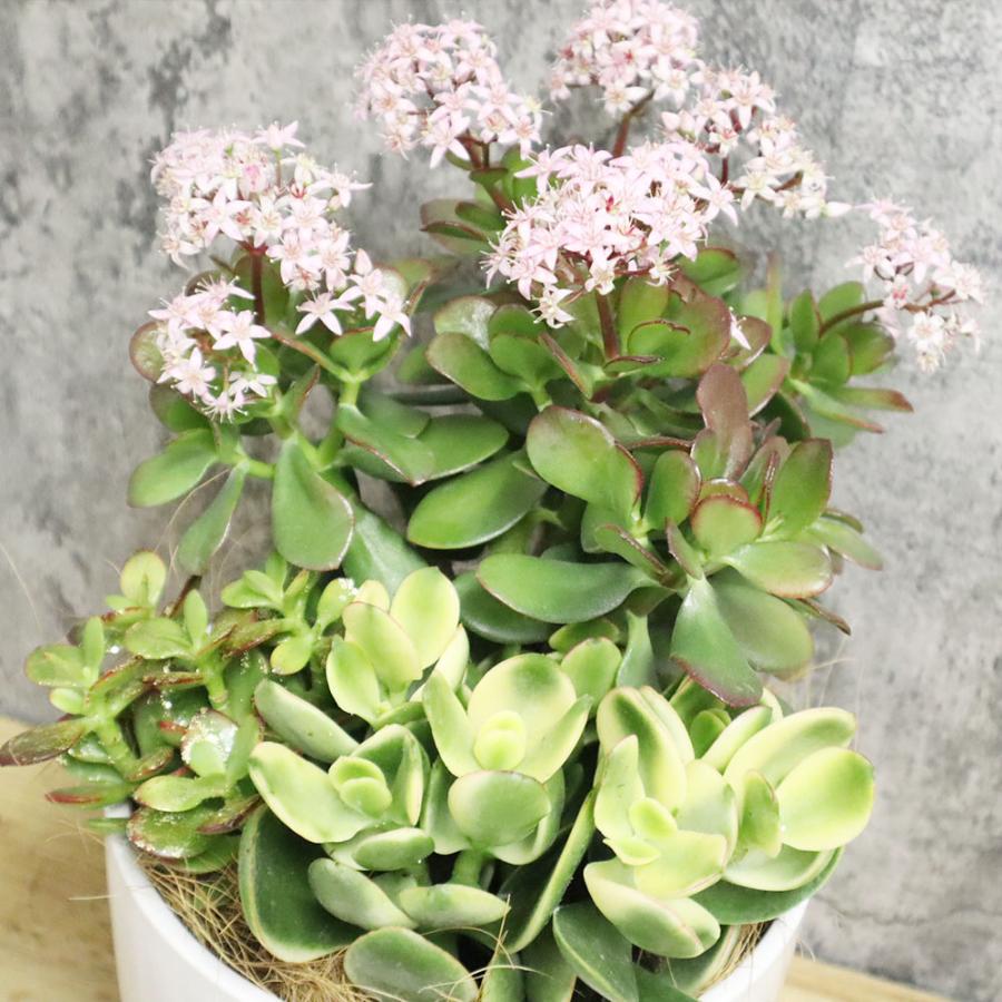 観葉植物 おしゃれ 大型 種類 室内 金のなる木 3種 寄せ植え 7号 白