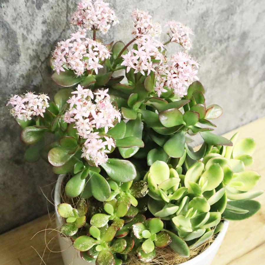 観葉植物 おしゃれ 大型 種類 室内 金のなる木 3種 寄せ植え 7号 白