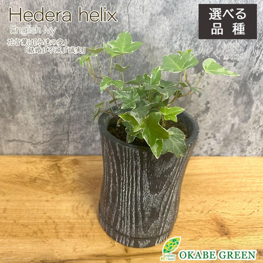 観葉植物 ハートの葉っぱ おしゃれ アイビー 4号 黒ロング陶器鉢