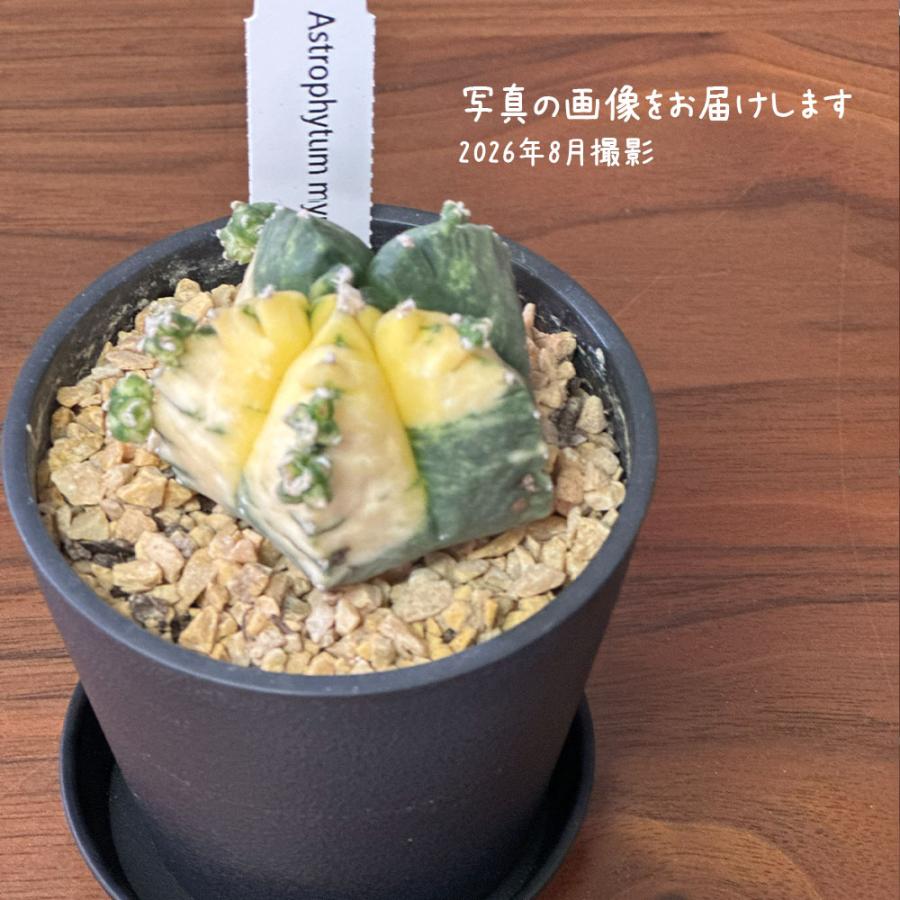 観葉植物 希少 サボテン ランポー玉 鸞鳳玉 現品 黒プラスチック鉢