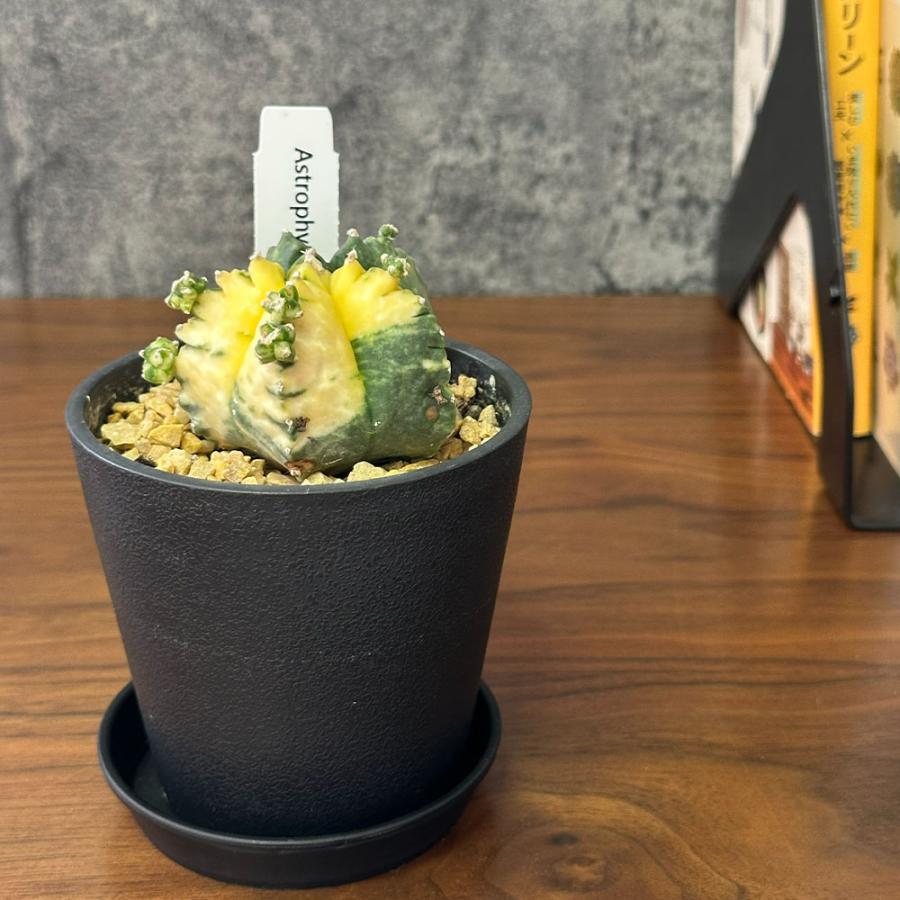 観葉植物 希少 サボテン ランポー玉 鸞鳳玉 現品 黒プラスチック鉢