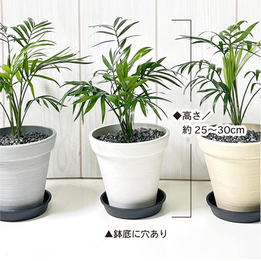 観葉植物 小さい テーブルヤシ 4号 エコポット鉢 ラッピング無料 黒皿