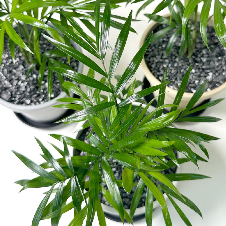 観葉植物 小さい テーブルヤシ 4号 エコポット鉢 ラッピング無料 黒皿