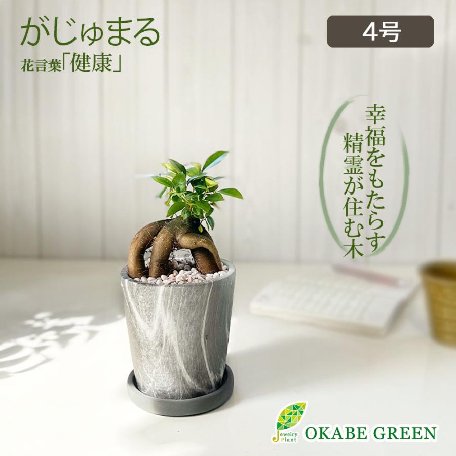 ガジュマル 観葉植物 おしゃれ ミニ フィカス グレーマーブル陶器鉢 4