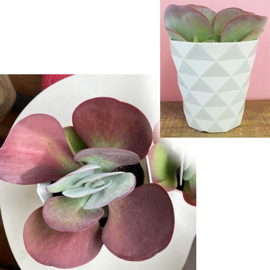 観葉植物 種類 室内 カランコエ デザートローズ 5号 白プラスチック鉢