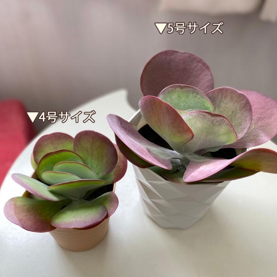 観葉植物 種類 室内 カランコエ デザートローズ 5号 白プラスチック鉢