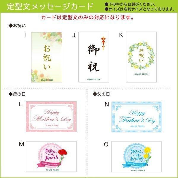 カランコエ デザートローズ 5号 白プラスチック鉢 多肉植物 観葉植物 おしゃれ お祝い プレゼント ギフト 風水 種類一覧 多肉植物 クリスマスプレゼント Mb 53 Okabe Green Jewery Plant 通販 Yahoo ショッピング