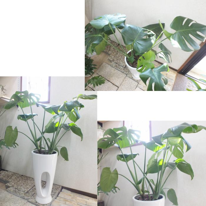 モンステラ8号 素敵な黒陶器鉢 ギフト 観葉植物 おしゃれ 鉢植え お祝い 誕生日プレゼント 開店祝 引越祝 新築祝い 父の日 ギフト プレゼント Mo 145 1 Okabe Green 通販 Yahoo ショッピング
