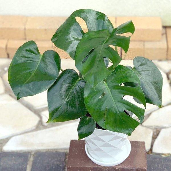 モンステラ 5号 白陶器鉢 観葉植物 おしゃれ お祝い プレゼント ギフト風水 種類一覧 鉢植え Mo 225 Okabe Green 通販 Yahoo ショッピング