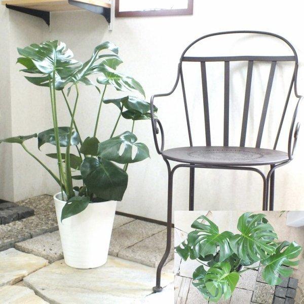 モンステラ8号白セラアート鉢 観葉植物 おしゃれ お祝い プレゼント ギフト風水 種類一覧 大型 鉢植え 父の日 Mo 297 1 Okabe Green 通販 Yahoo ショッピング