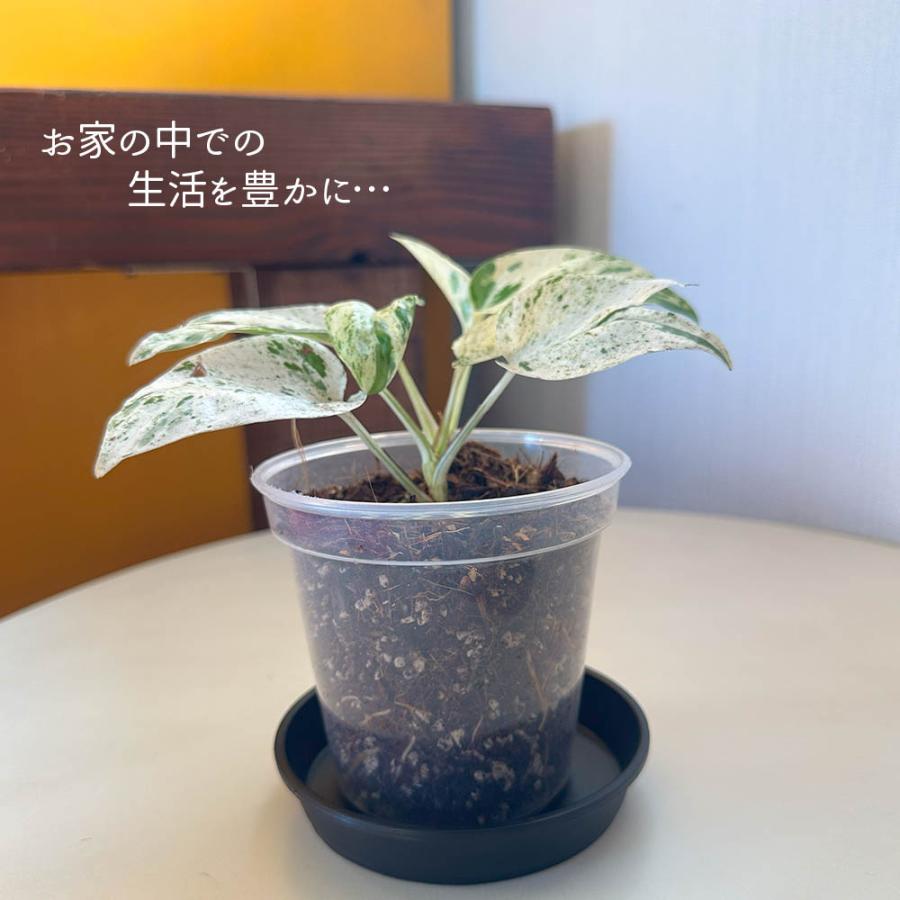 観葉植物 お中元 おしゃれ 希少品種 3号 エピプレムナム ピナツム