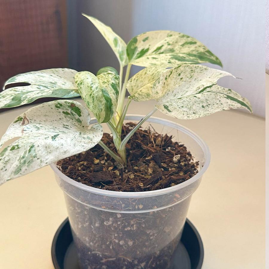 観葉植物 お中元 おしゃれ 希少品種 3号 エピプレムナム ピナツム
