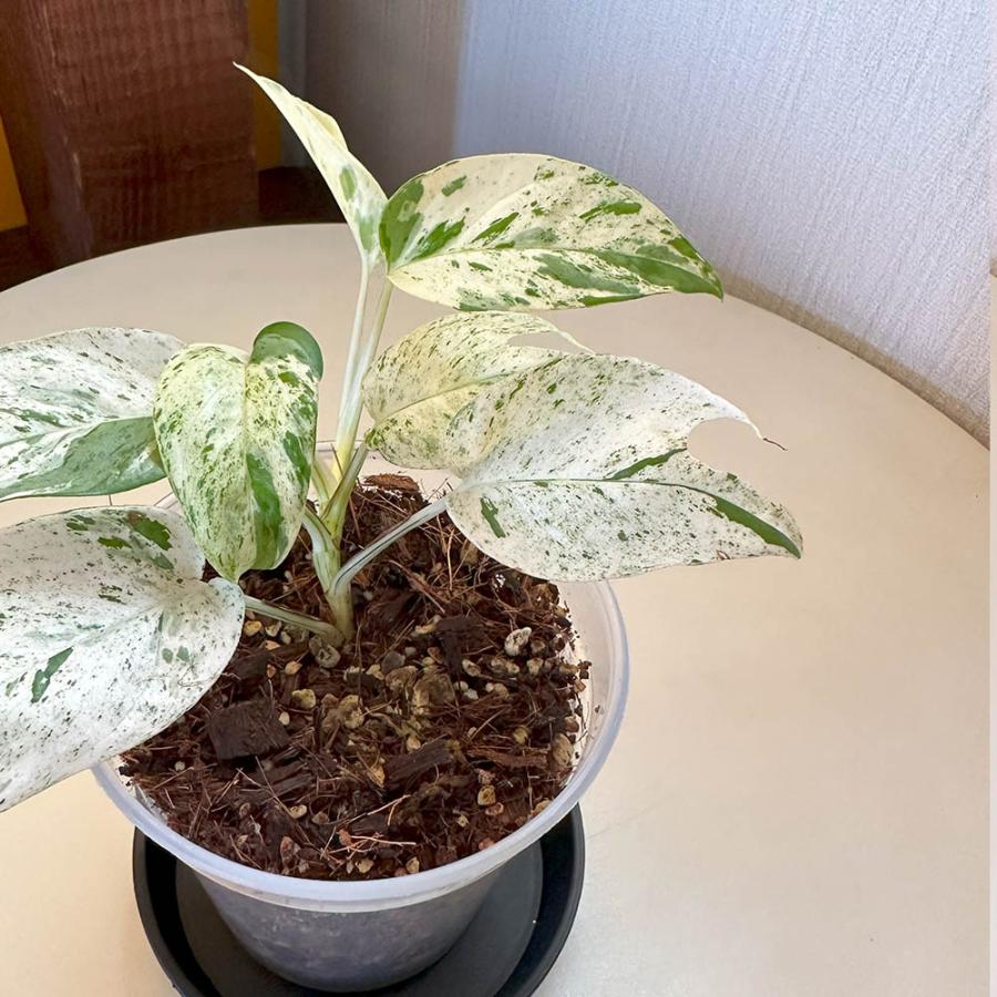 観葉植物 お中元 おしゃれ 希少品種 3号 エピプレムナム ピナツム
