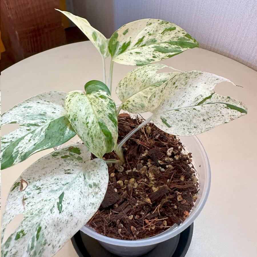 観葉植物 お中元 おしゃれ 希少品種 3号 エピプレムナム ピナツム