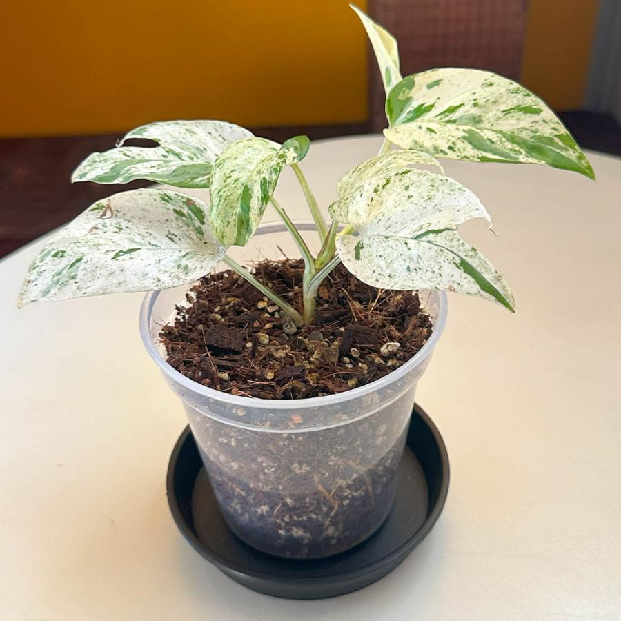 観葉植物 お中元 おしゃれ 希少品種 3号 エピプレムナム ピナツム