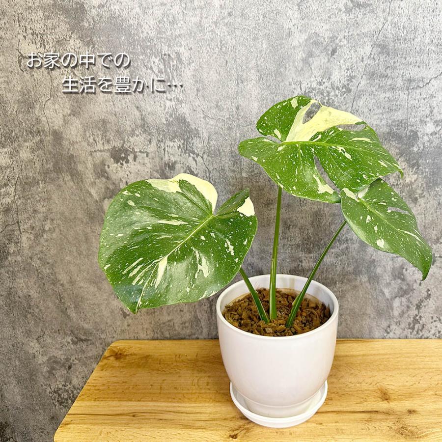 観葉植物 お中元 ハートの葉っぱ おしゃれ 大型 本物 モンステラ