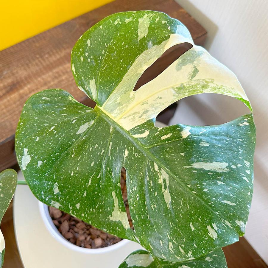 観葉植物 ハートの葉っぱ おしゃれ 大型 本物 モンステラ 斑入り