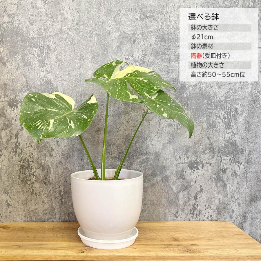 観葉植物 お中元 ハートの葉っぱ おしゃれ 大型 本物 モンステラ