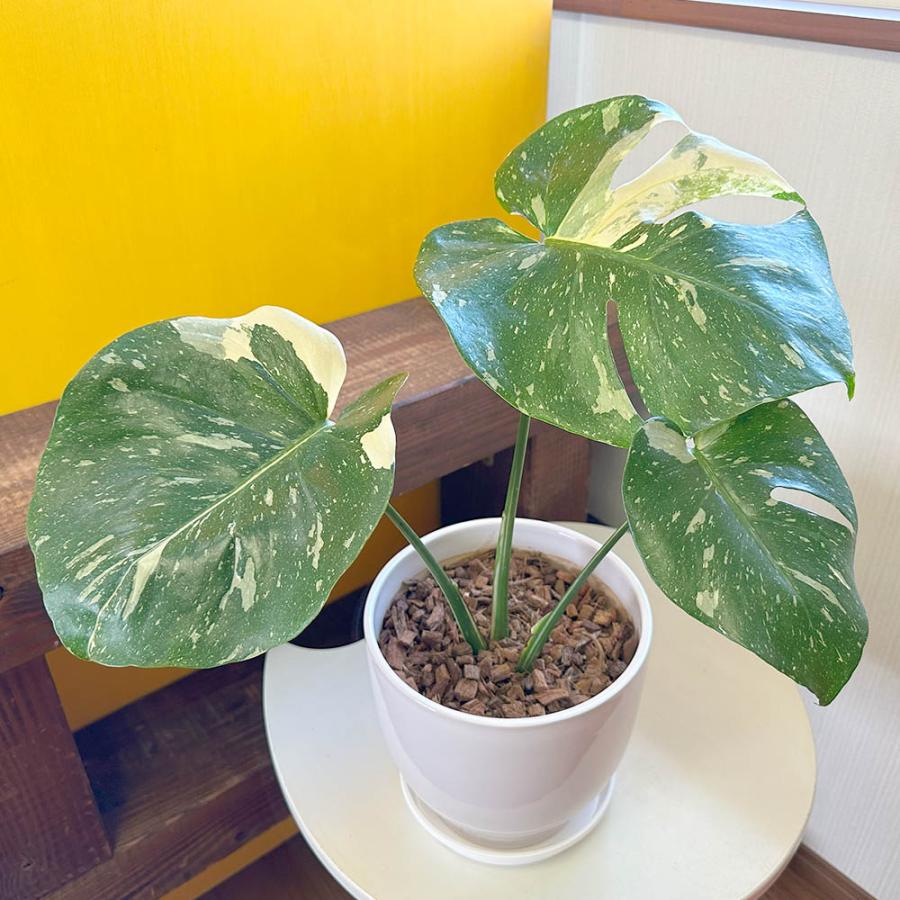 観葉植物 ハートの葉っぱ おしゃれ 大型 本物 モンステラ 斑入り