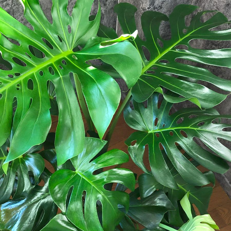 観葉植物 お中元 ハートの葉っぱ おしゃれ 大型 本物 モンステラ 現品