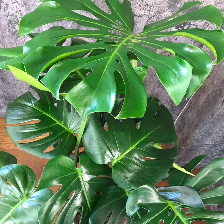 観葉植物 ハートの葉っぱ おしゃれ 大型 本物 モンステラ 現品 選べる