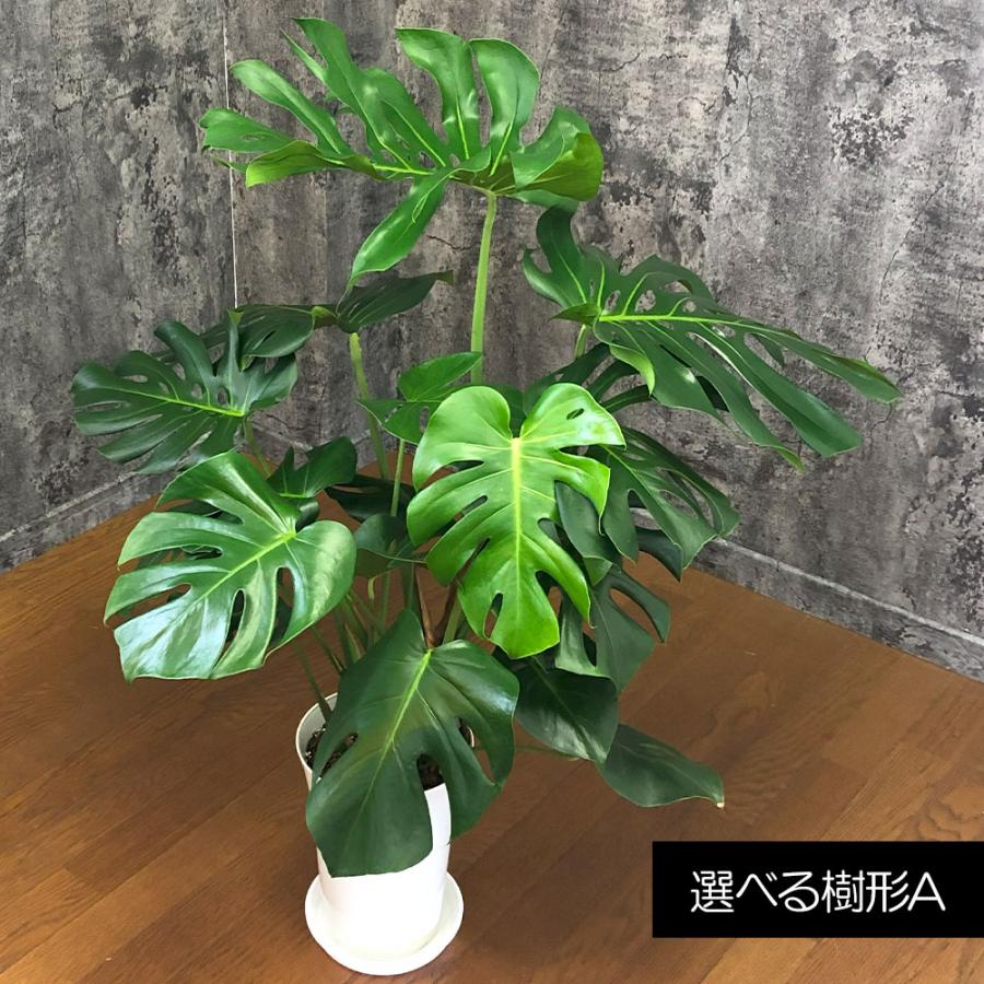 観葉植物 お中元 ハートの葉っぱ おしゃれ 大型 本物 モンステラ 現品