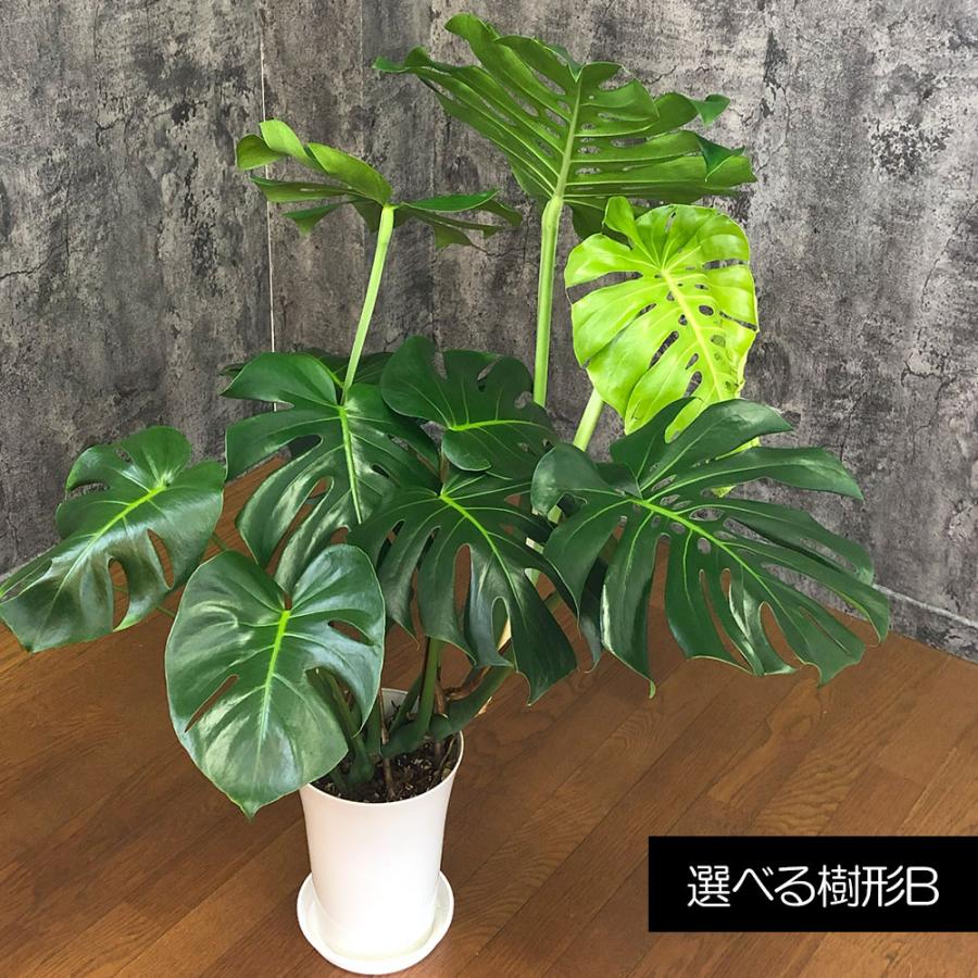 観葉植物 ハートの葉っぱ おしゃれ 大型 本物 モンステラ 現品 選べる
