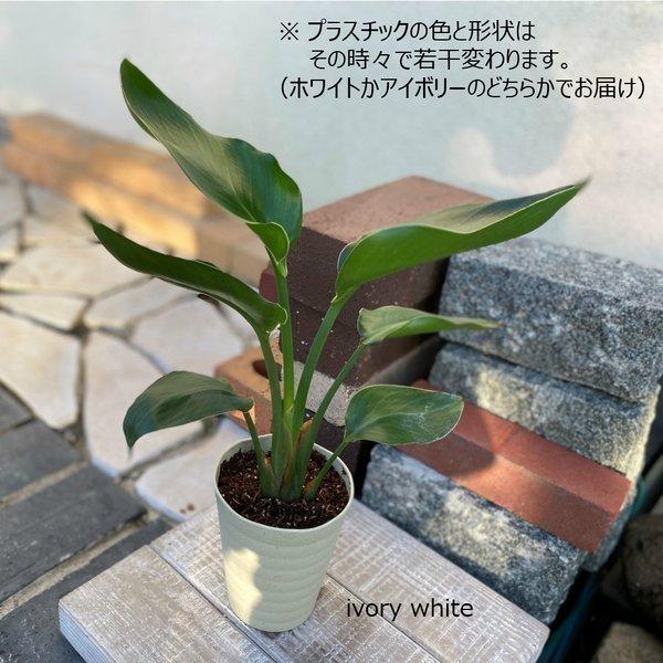オーガスタミニ 3 5号 白プラスチック鉢 観葉植物 おしゃれ お祝い プレゼント ギフト風水 種類一覧 鉢植え 父の日 Og 239 Okabe Green 通販 Yahoo ショッピング