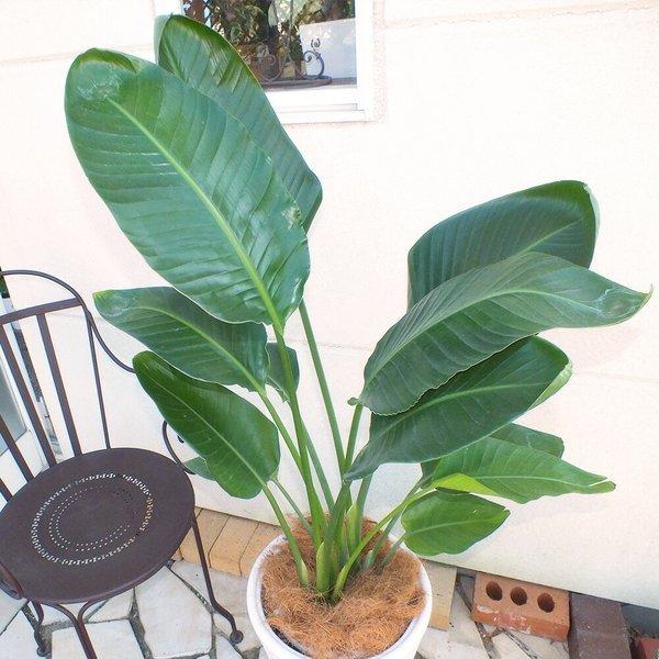 オーガスタ 11号 白陶器鉢 観葉植物 おしゃれ お祝い プレゼント ギフト風水 種類一覧 鉢植え 父の日 Og 40 Okabe Green 通販 Yahoo ショッピング