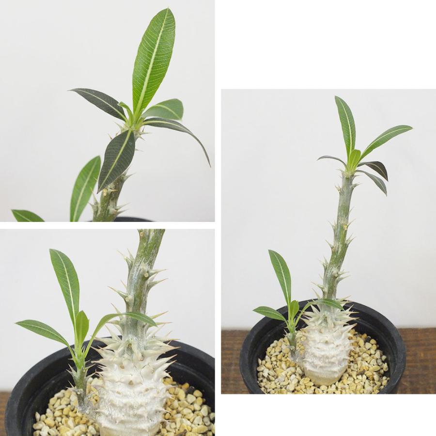 敬老の日 多肉植物 パキポディウム デンシフローラム 3 5号 塊根植物 現品 インテリア 観葉植物 おしゃれ お祝い プレゼント ギフト 風水 種類一覧 Og 79 1 Okabe Green Jewery Plant 通販 Yahoo ショッピング