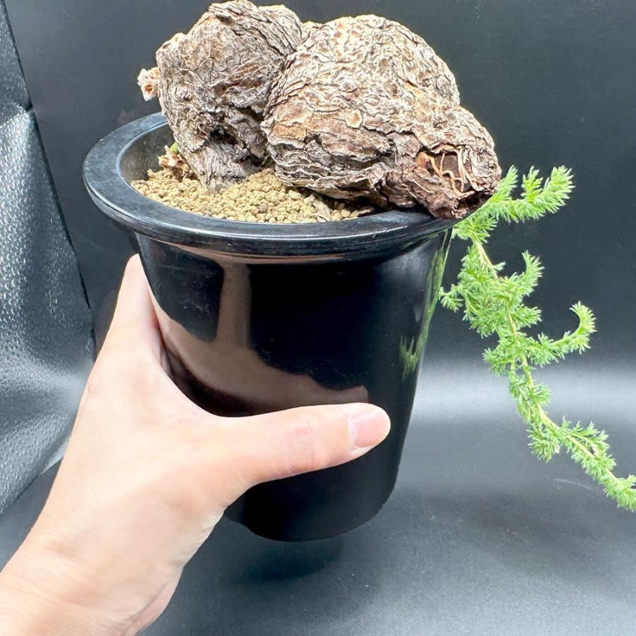 美株　ペラルゴニウム　トリステ　塊根植物 黒い鉢付き 美株 ペラルゴニウム トリステ 塊根植物 黒い鉢付き 美株