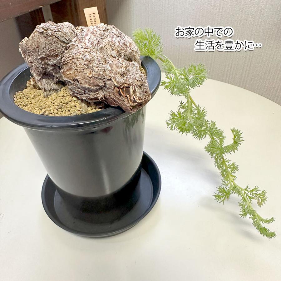 観葉植物 おしゃれ 希少品種 ペラルゴニウム トリステ 現品 4号 黒プラ