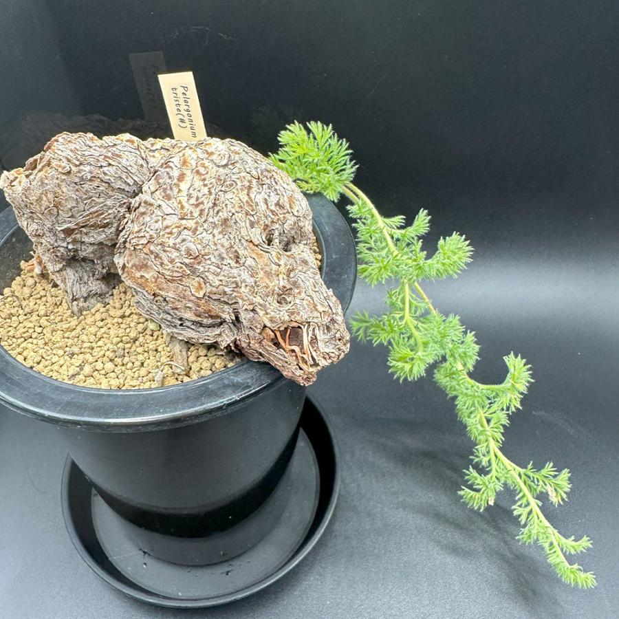 ペラゴニウム　トリステ　鉢付き ペラルゴニウム トリステ ×伝市鉢 | GREEN LUCK