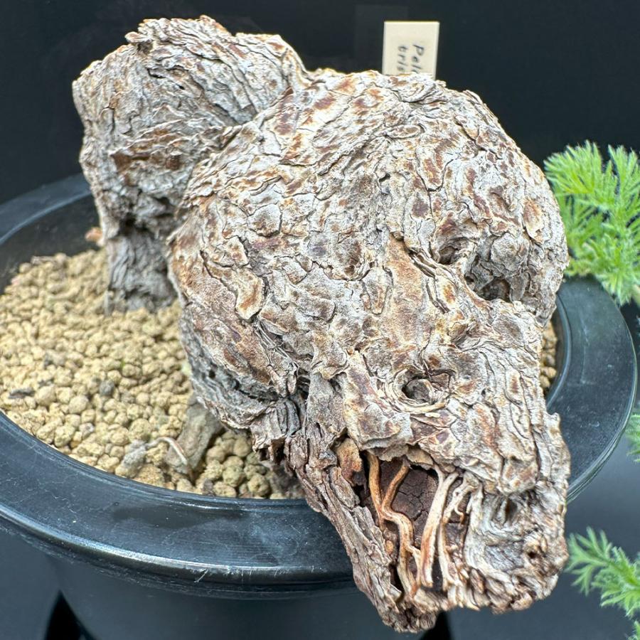 観葉植物 おしゃれ 希少品種 ペラルゴニウム トリステ 現品 4号 黒プラ