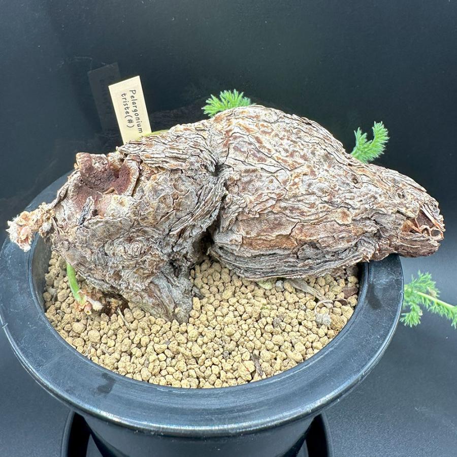 観葉植物 おしゃれ 希少品種 ペラルゴニウム トリステ 現品 4号 黒プラ