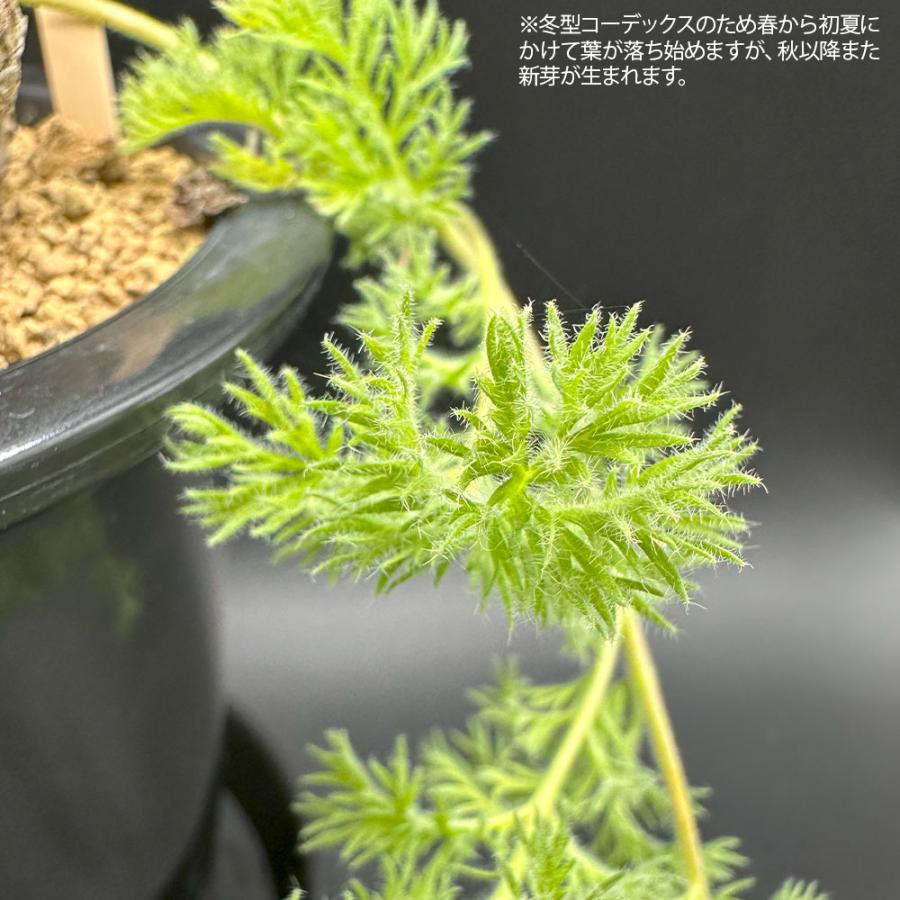 観葉植物 おしゃれ 希少品種 ペラルゴニウム トリステ 現品 4号 黒プラ