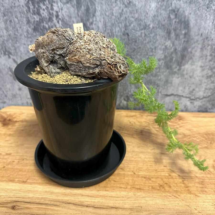 ペラルゴニウム・トリステ　花芽あり　塊根植物 新芽付き 黒ポット ペラルゴニウム・トリステ 花芽あり 塊根植物 新芽付き 黒ポット