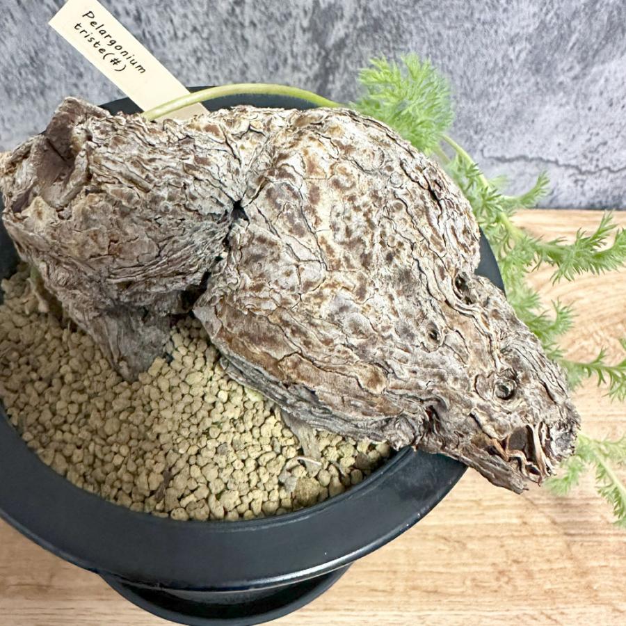 観葉植物 おしゃれ 希少品種 ペラルゴニウム トリステ 現品 4号 黒プラ