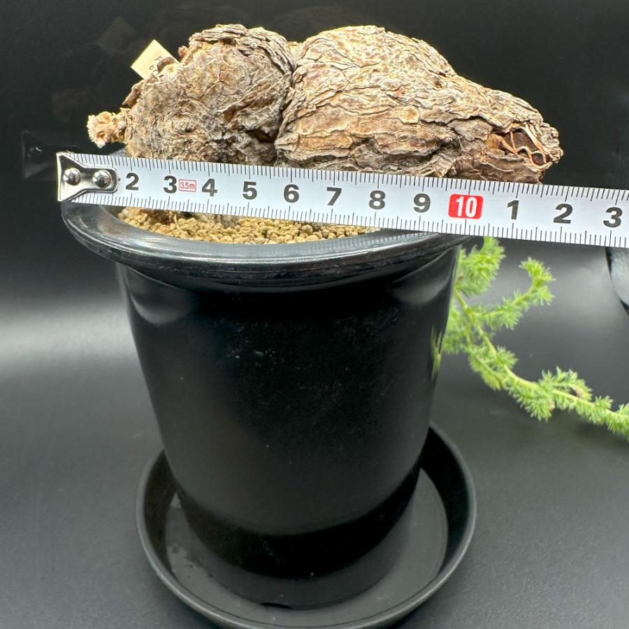 観葉植物 おしゃれ 希少品種 ペラルゴニウム トリステ 現品 4号 黒プラ