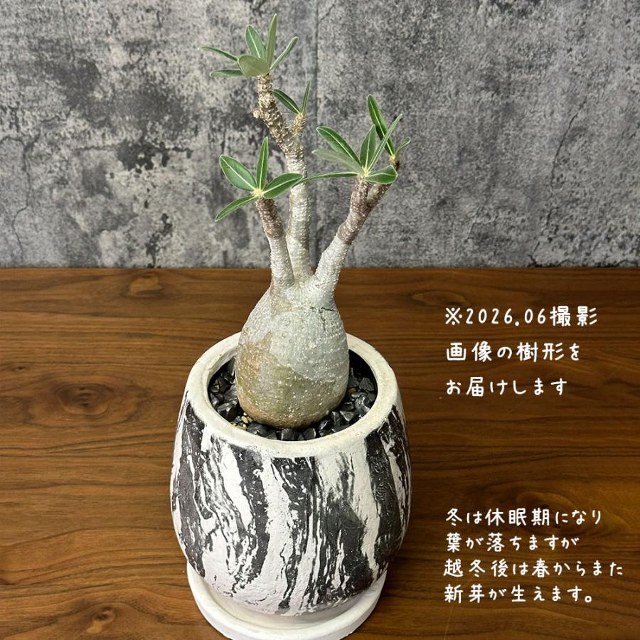 観葉植物 お中元 おしゃれ パキポディウム ロスラーツム グラキリス